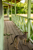 Dog on porch of classroom