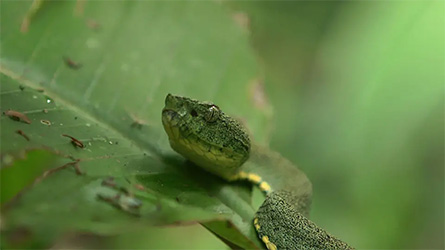 Fauna de Yasunì